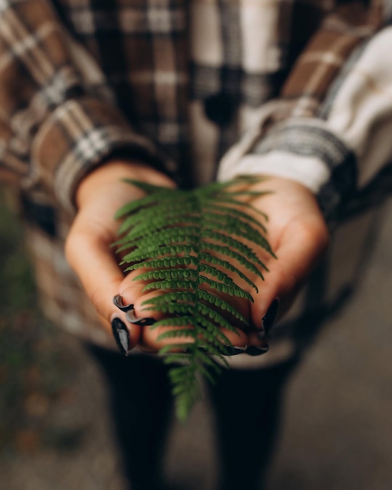 Aaron & Silva — pine trees, Crone Wood, Co. Wicklow